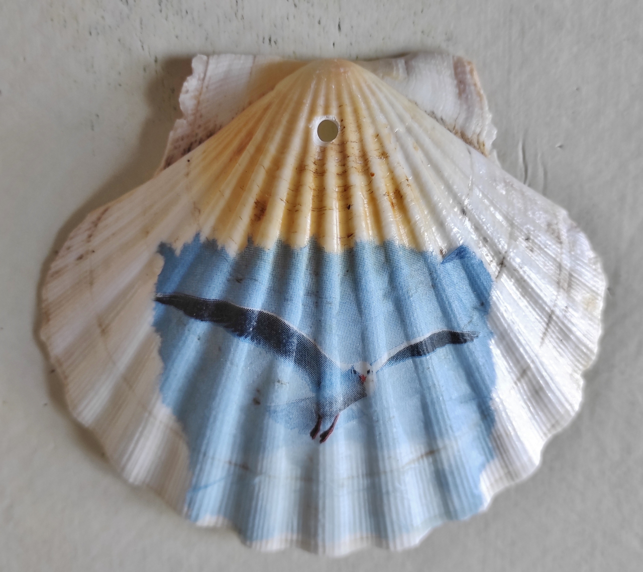 image_coquille.jpg