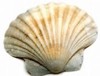 v_historique_coquille_image_0.jpg